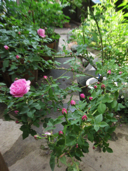 d0077603_10383993.jpg