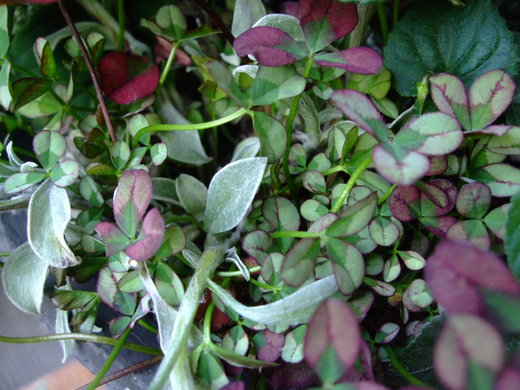 f0243726_1251325.jpg