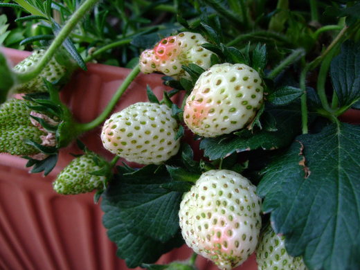 f0243726_12535335.jpg