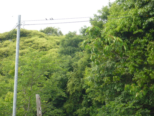 a0206332_86088.jpg