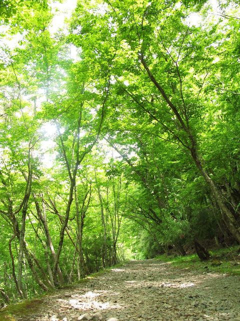 e0307372_1615339.jpg