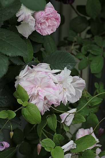 e0209997_0173510.jpg