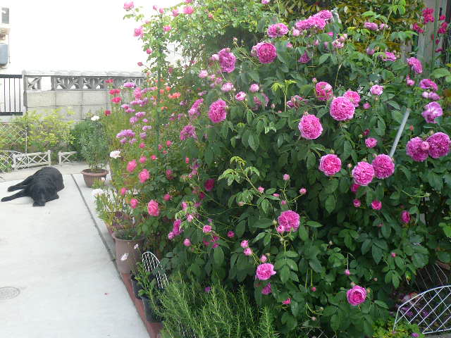 e0026017_13194390.jpg