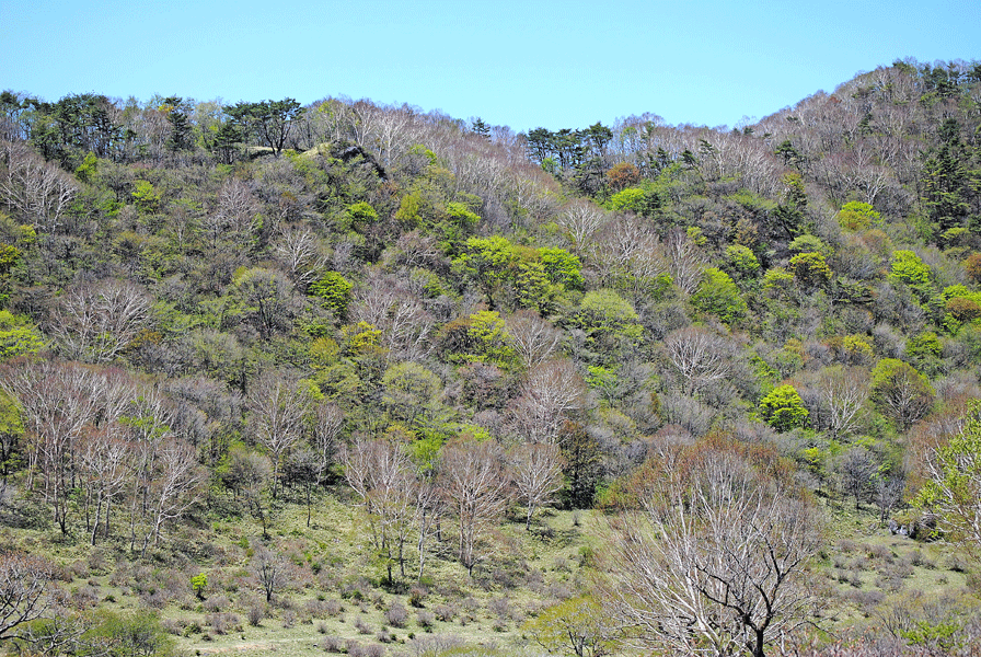 a0001354_20561242.gif