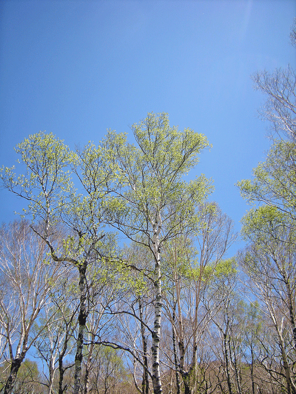 a0001354_20564950.gif