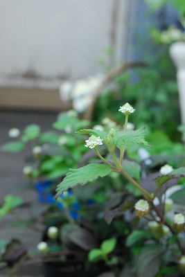 e0128909_5293348.jpg
