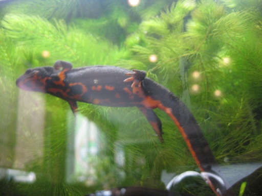 c0217931_136482.jpg