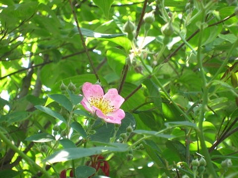 f0002833_1932104.jpg