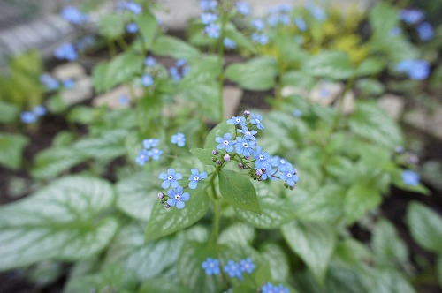 f0205733_17353593.jpg