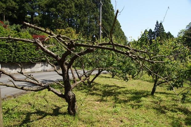 f0214649_1339073.jpg