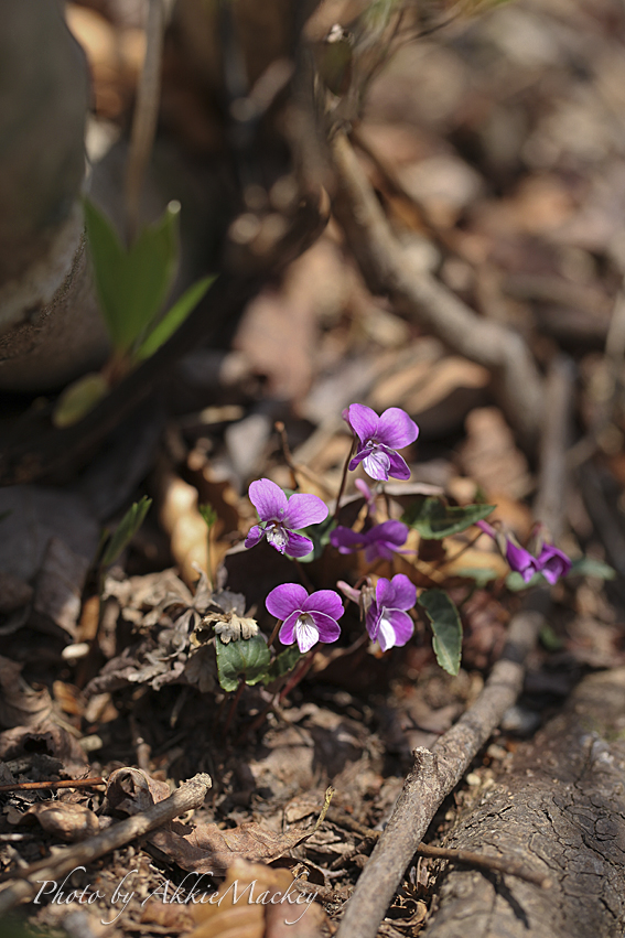 b0167256_2214880.jpg