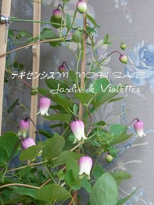 e0118257_18441861.jpg