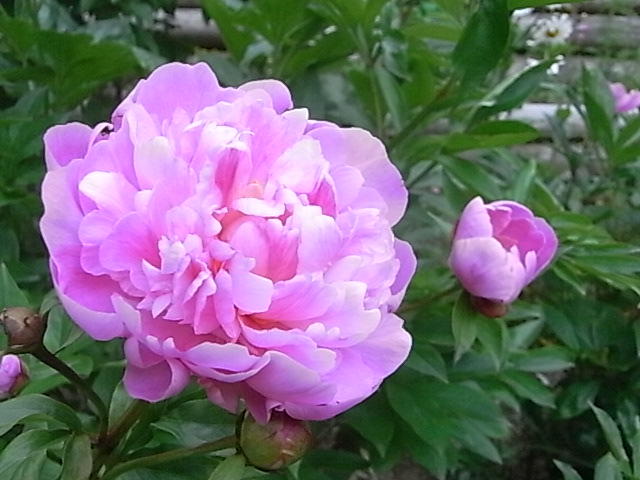 a0146070_6194067.jpg