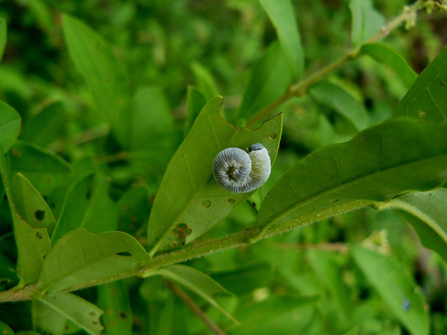 d0019074_8581658.jpg