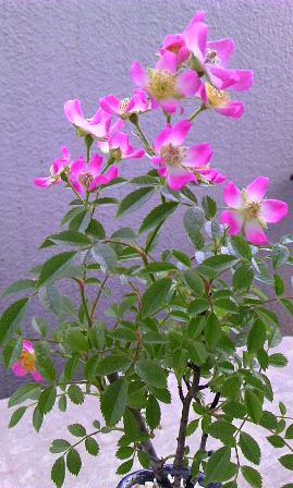 b0079206_1262038.jpg
