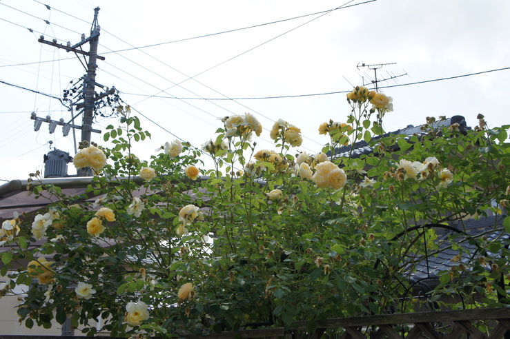 d0257922_224552.jpg