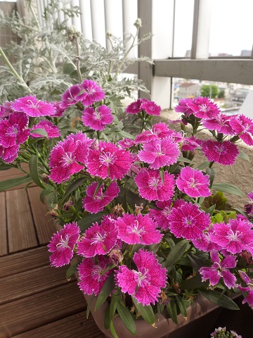 a0024829_16353246.jpg