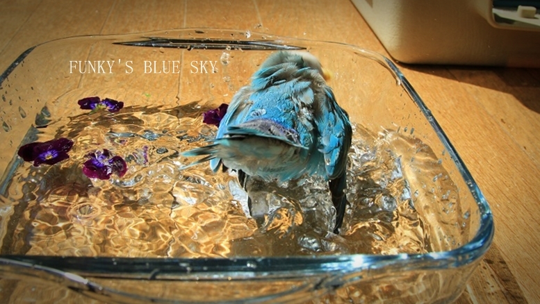 c0145250_1737334.jpg
