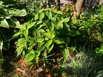 e0001860_8202950.jpg