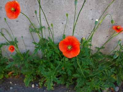 e0001860_8235996.jpg