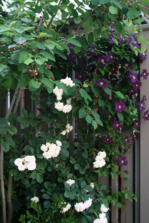 d0000274_7224096.jpg