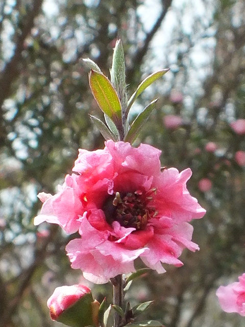 e0145782_18451139.jpg