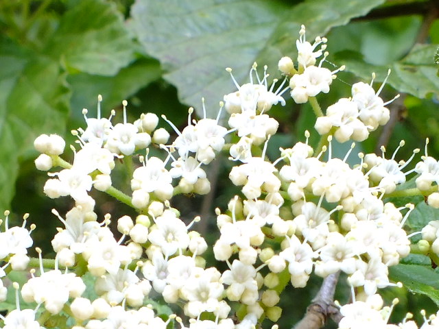 e0145782_1847646.jpg