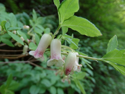 c0042418_839143.jpg