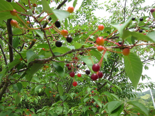 e0224118_21531131.jpg