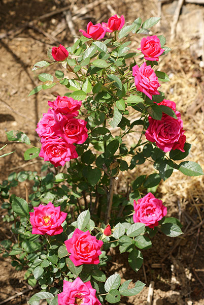 c0184125_232589.jpg