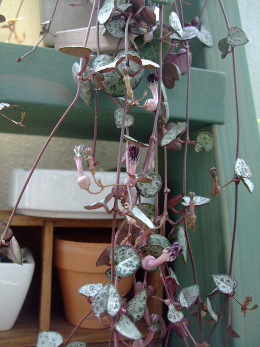 f0243726_1030129.jpg