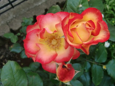 e0263072_895833.jpg