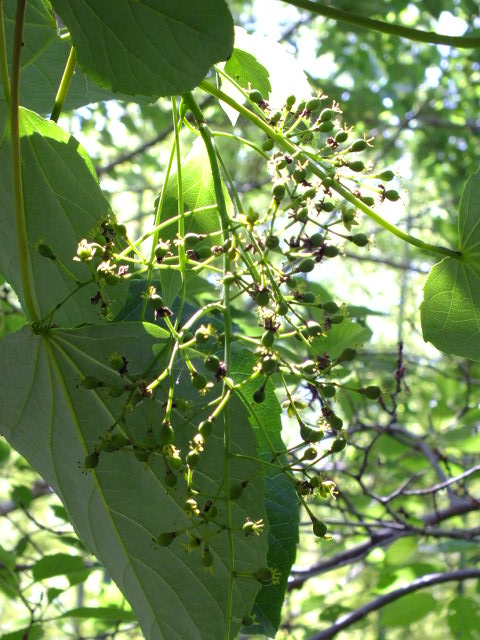 e0145782_8393254.jpg