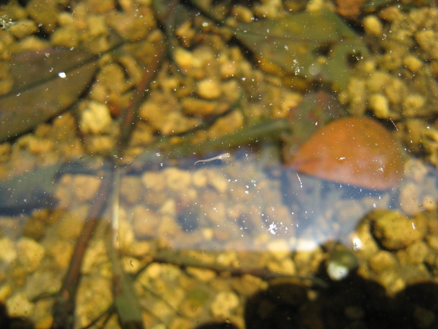 e0176785_1751875.jpg