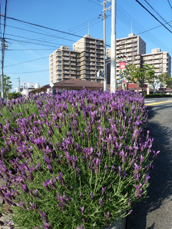 b0118987_557554.jpg