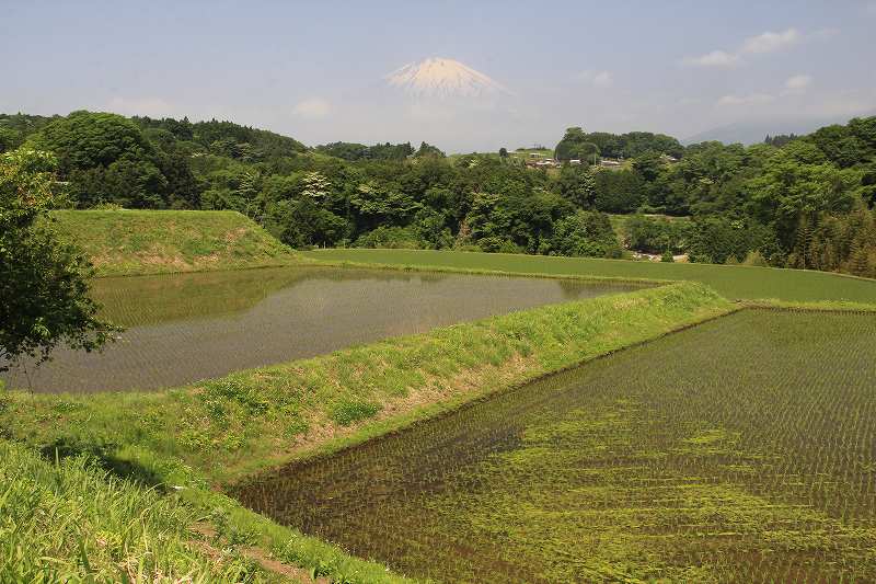 a0188405_4122428.jpg