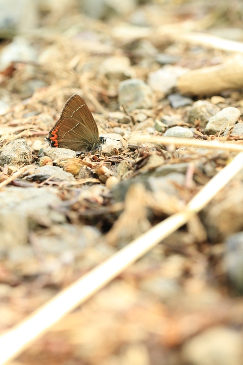 b0146723_075429.jpg