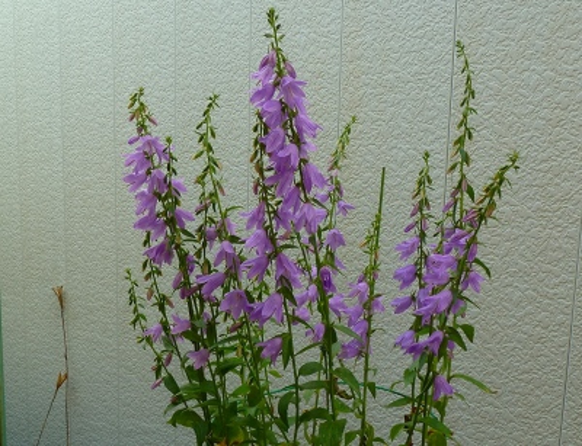 e0033229_8543291.jpg