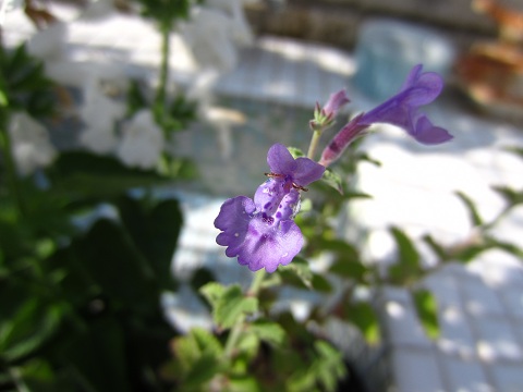 f0002833_19284699.jpg