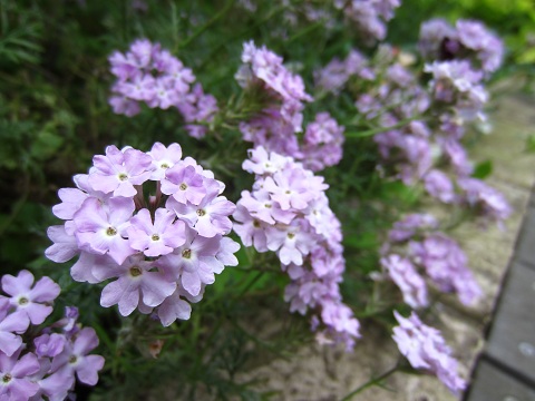 f0002833_19303545.jpg