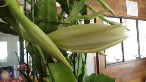 c0300035_1758368.jpg
