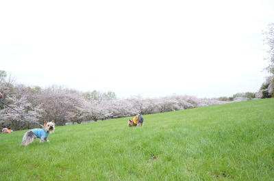 b0001440_20442090.jpg