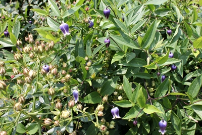c0222474_20504230.jpg