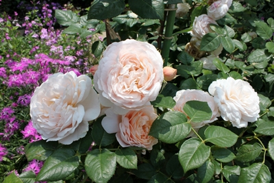 c0222474_205646.jpg