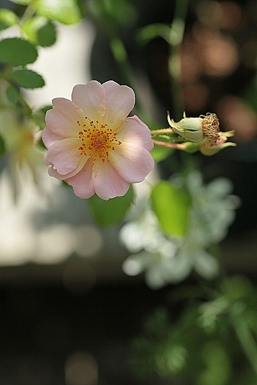 e0209997_21233112.jpg