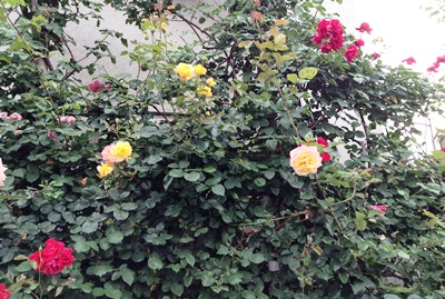 d0180499_183831.jpg