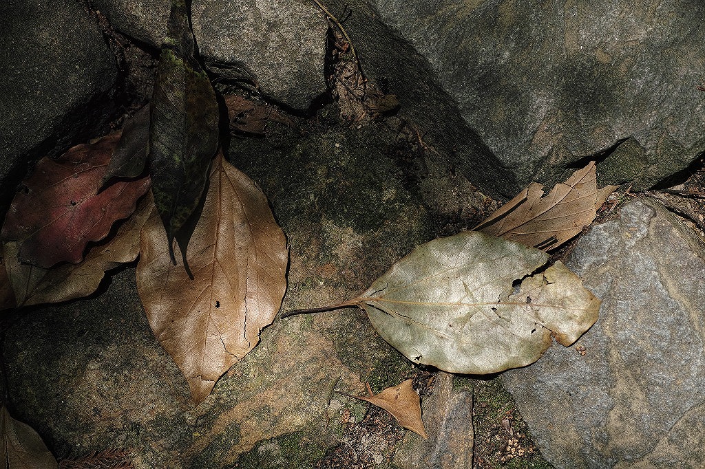 f0224100_5495183.jpg