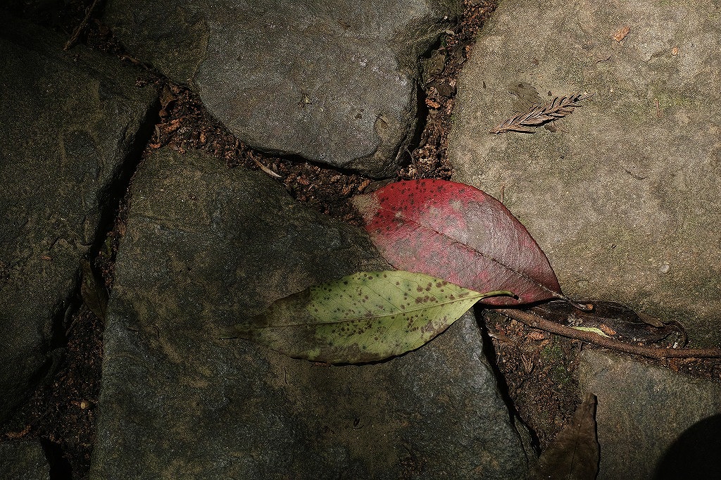f0224100_5563247.jpg