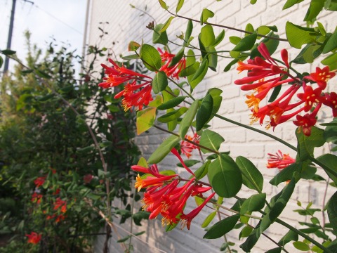c0117007_19592788.jpg