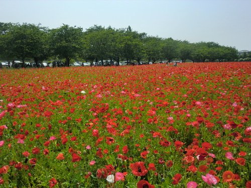c0095424_10253480.jpg